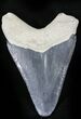 Bone Valley Megalodon Tooth #22906-2